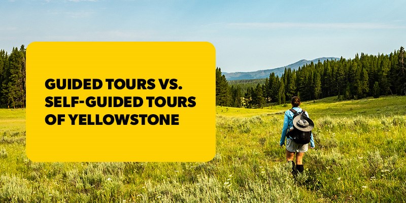 Guided Tours vs. Self-Guided Tours of Yellowstone
