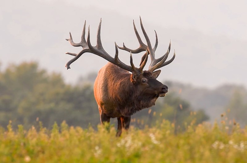 Elk Bugling Season Photo